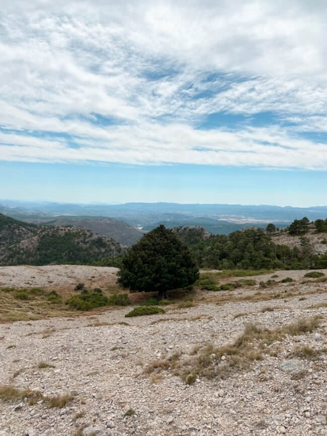 Tejo milenario de Riópar